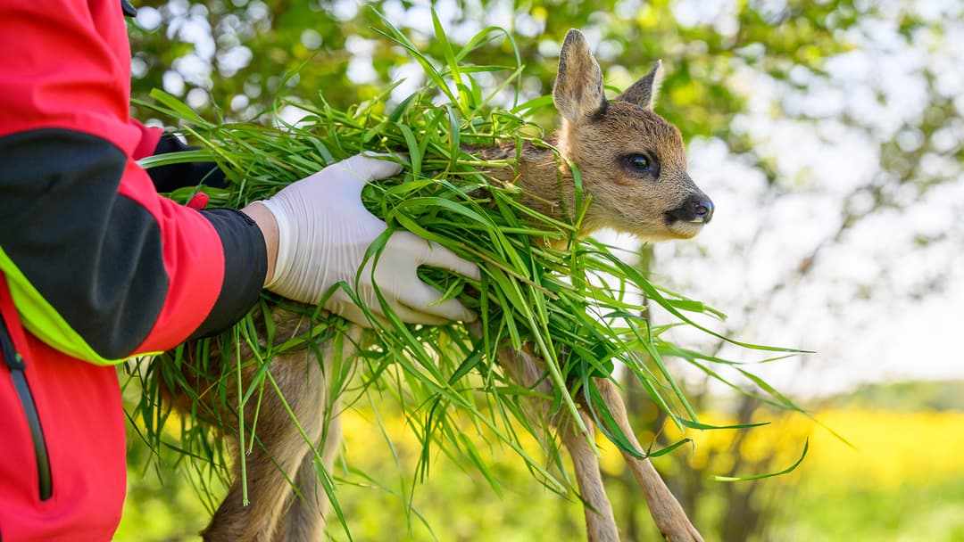 „Bambi“-Rettung          		kommt an!
