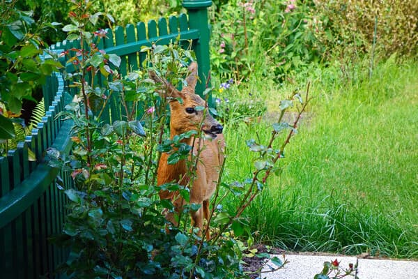 Wildschäden im Siedlungsraum