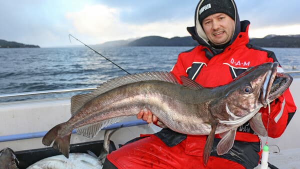 Der Seehecht hat immer Saison