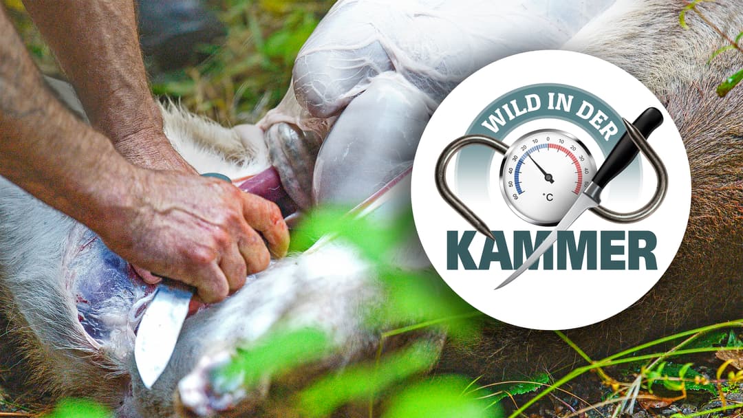 Ringeln oder knacken?