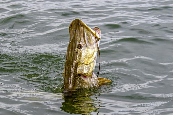 Raubfisch Basics: Knotenkunde