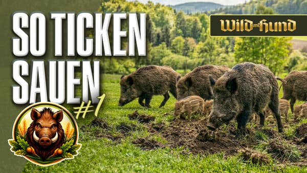 Sauen satt und eine knifflige Entscheidung – Wiesenschäden im Frühjahr