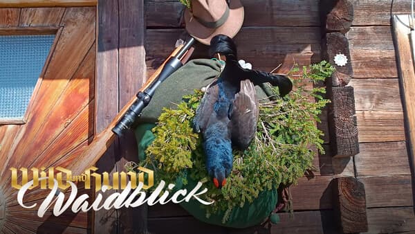 Auf Birkhahn im Pinzgau