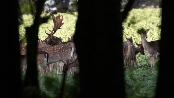Von Hirschen und Hasen