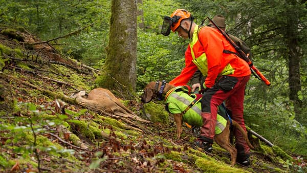 Champions League für Schweißhunde
