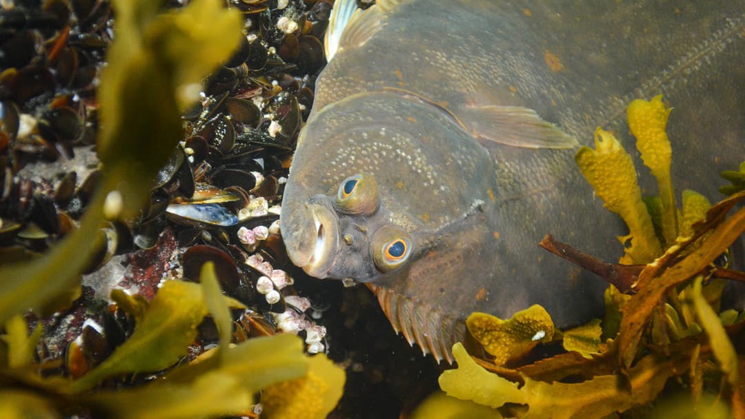 Ein Garten Eden für Platte