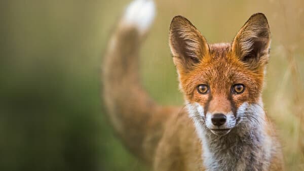 Mit Reizen nicht geizen