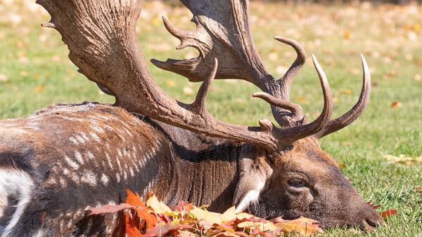 Mehr Schalen- und Raubwild