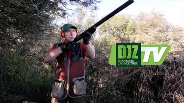 Taubenjagd in Argentinien