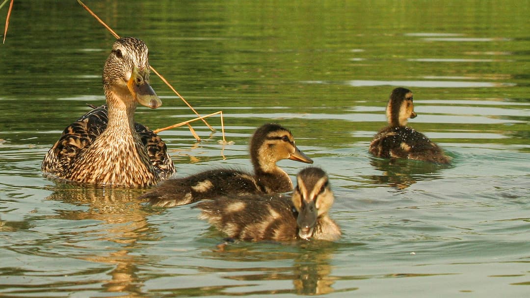 Neues aus Entenhausen