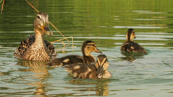 Neues aus Entenhausen