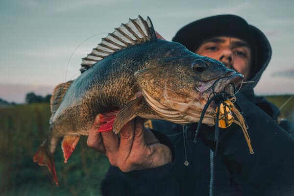 Mit der Klinge auf Dickbarsch 