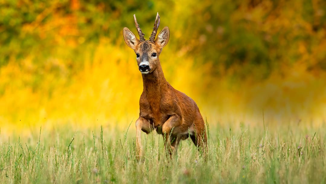 Auf den einen, sonst keinen!