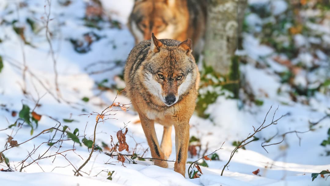Wolfsabschüsse Schweiz