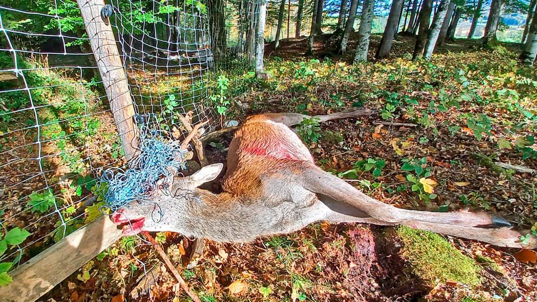 Das Drahtgeflecht hat Grenzen