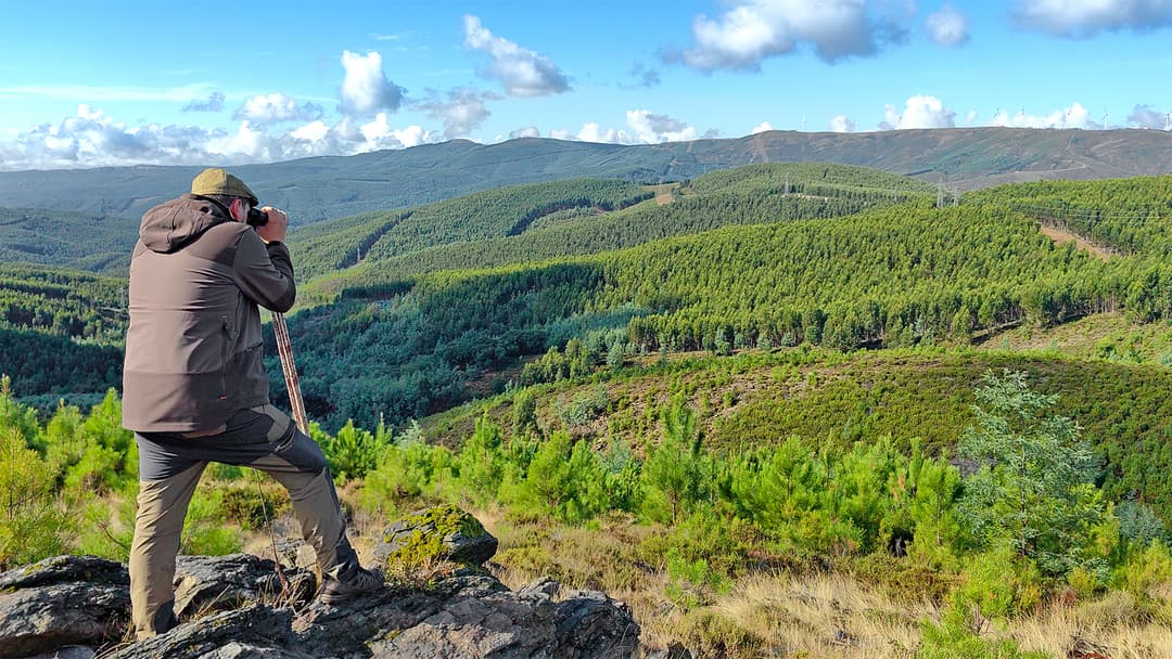 Portugisischer Perückenbock