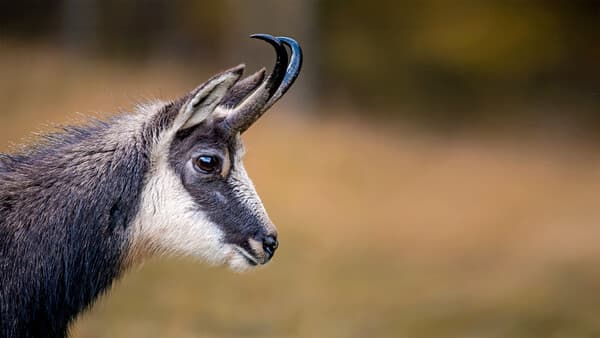 Schwarze Teufel im Reich des Zlatorog