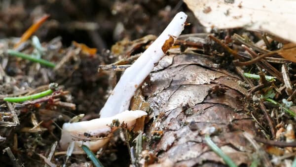 Knochen, Knorpel, Zähne