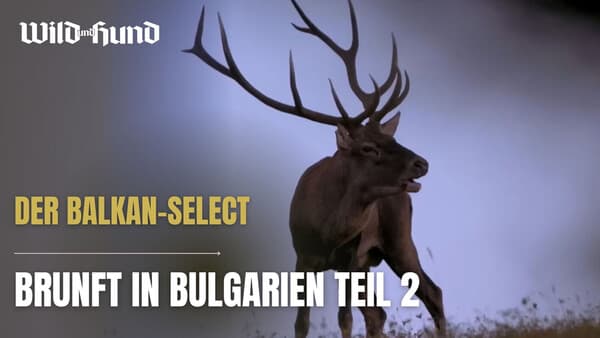 Brunft in Bulgarien - Der Balkan-Select Teil 2