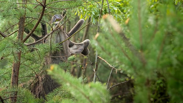 Wie Waldbau verbiss fördert