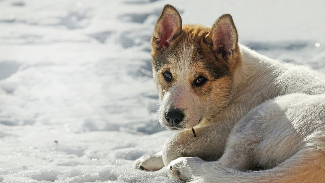 Der Hund für die Wildnis
