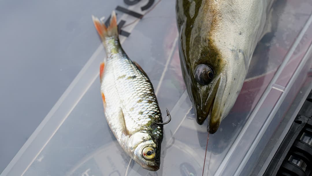 Greifer für Schleicher