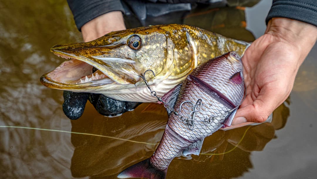 Ja, wo schwimmen sie denn?