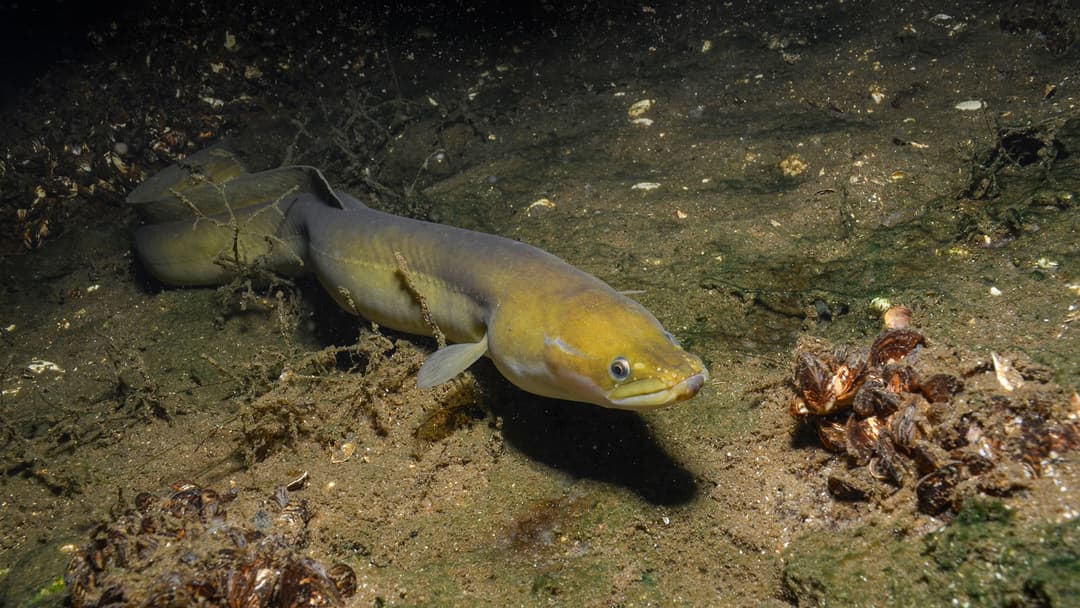 Der Aal in Natur  und Kultur