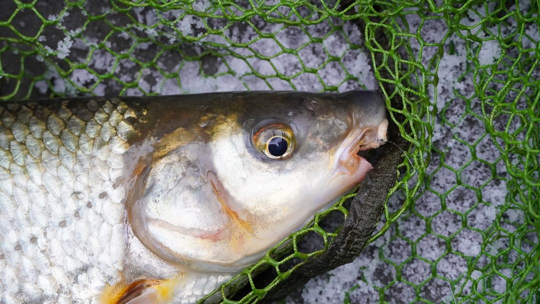 Wenn die Nase läuft