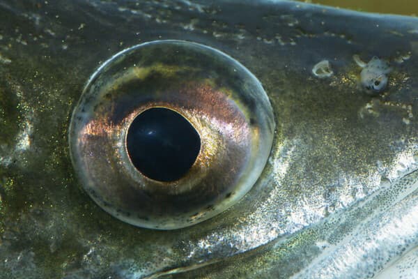 Schau mir in die  Augen ...