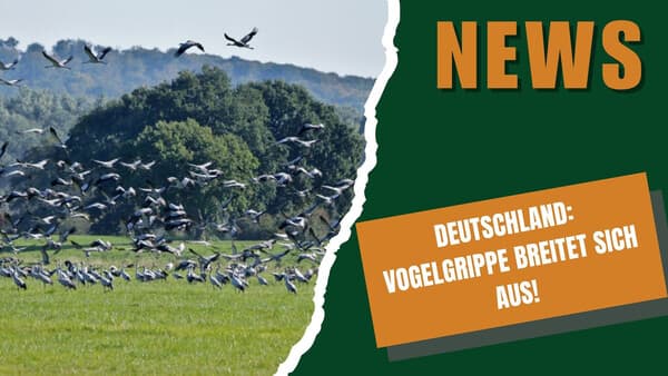 DJZ-News 29. Oktober 2025