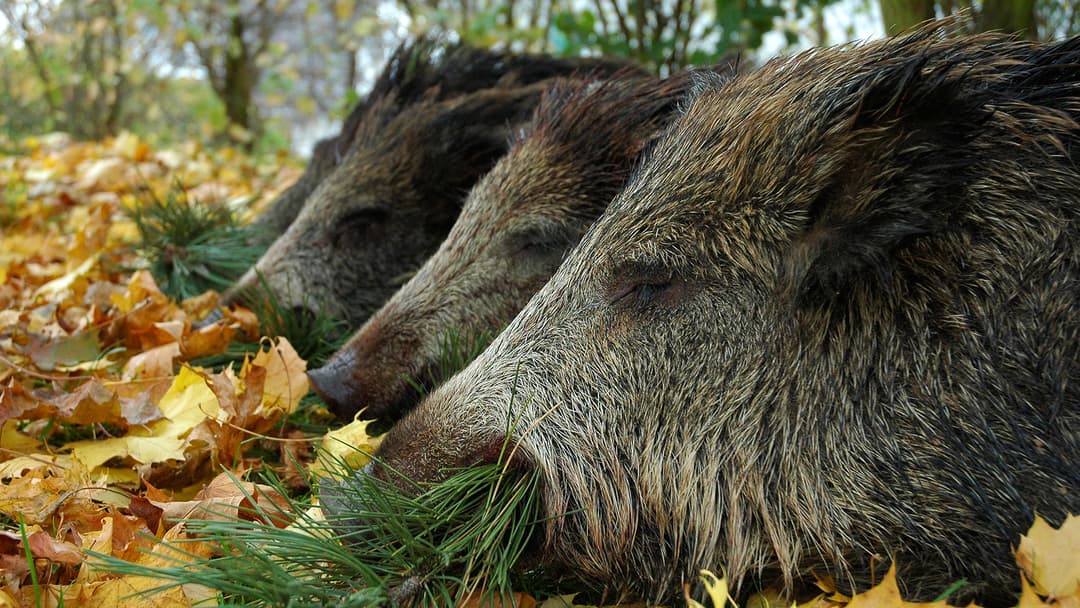 Frischlinge, Frischlinge, Frischlinge!