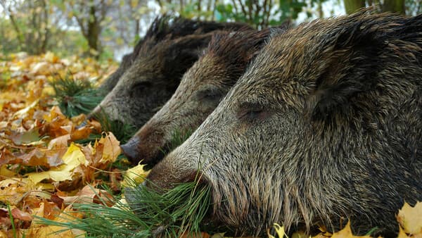 Frischlinge, Frischlinge, Frischlinge!