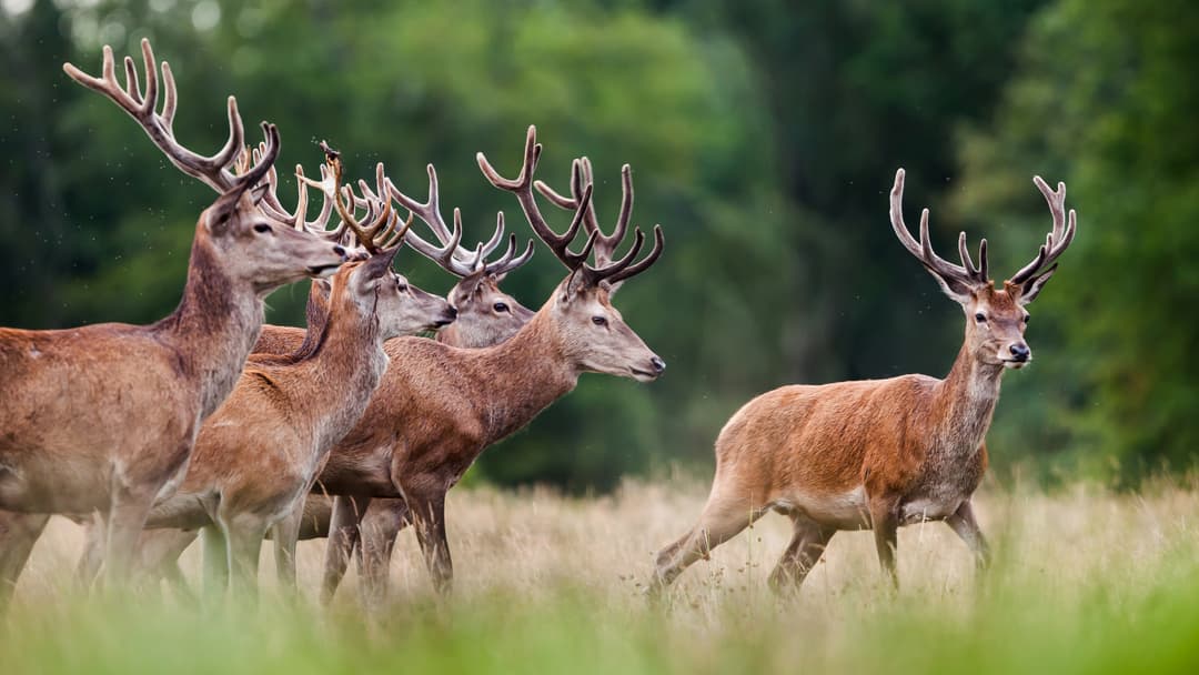 Kampf um die Korridore
