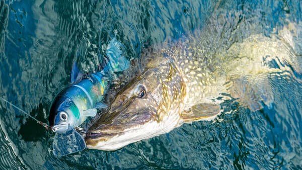 Hecht-Damen abgeschleppt (1)