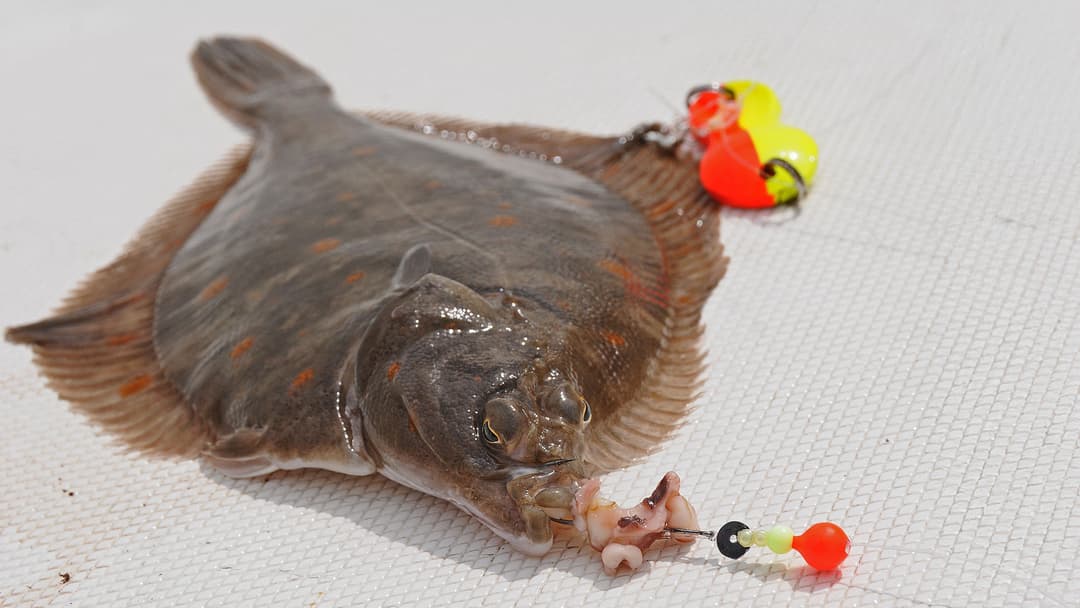 Es muss nicht immer Wattwurm sein