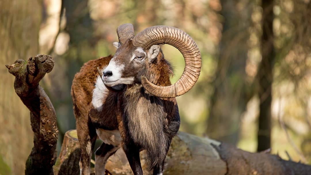 Nachschub notwendig!