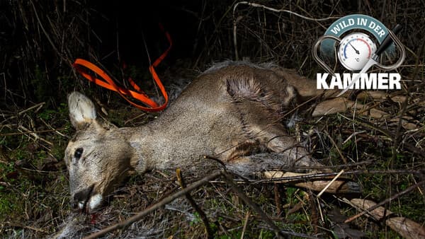 Wann Wild noch verwertbar ist