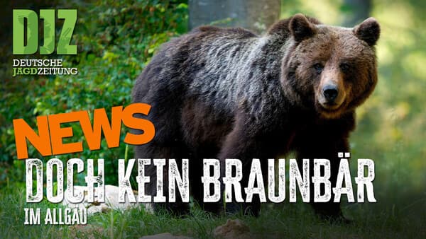 Affe auf der Straße, Dachs statt Bär und 300.000 Euro für den Biber | DJZ-News
