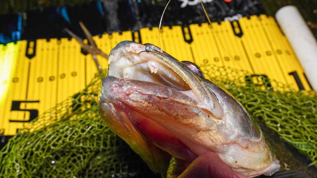 Kleine Greifer für harte Mäuler