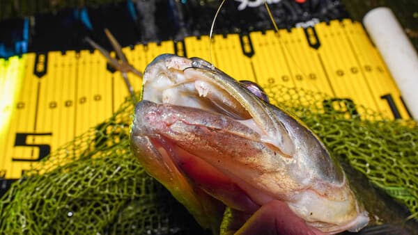 Kleine Greifer für harte Mäuler