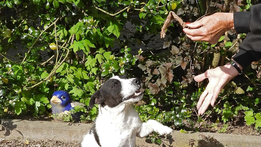 Vom Abfall zum Leckerli