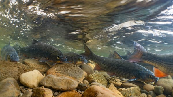 Wundersame Rückkehr