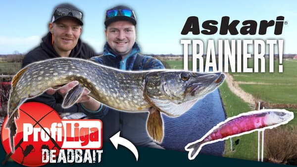 Profi-Liga Deadbait: Askari trainiert!