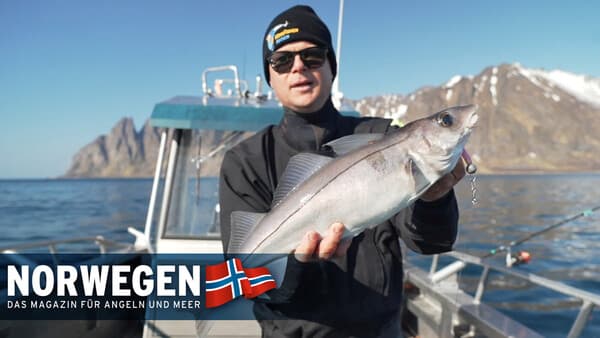 Schellfisch ganz gezielt