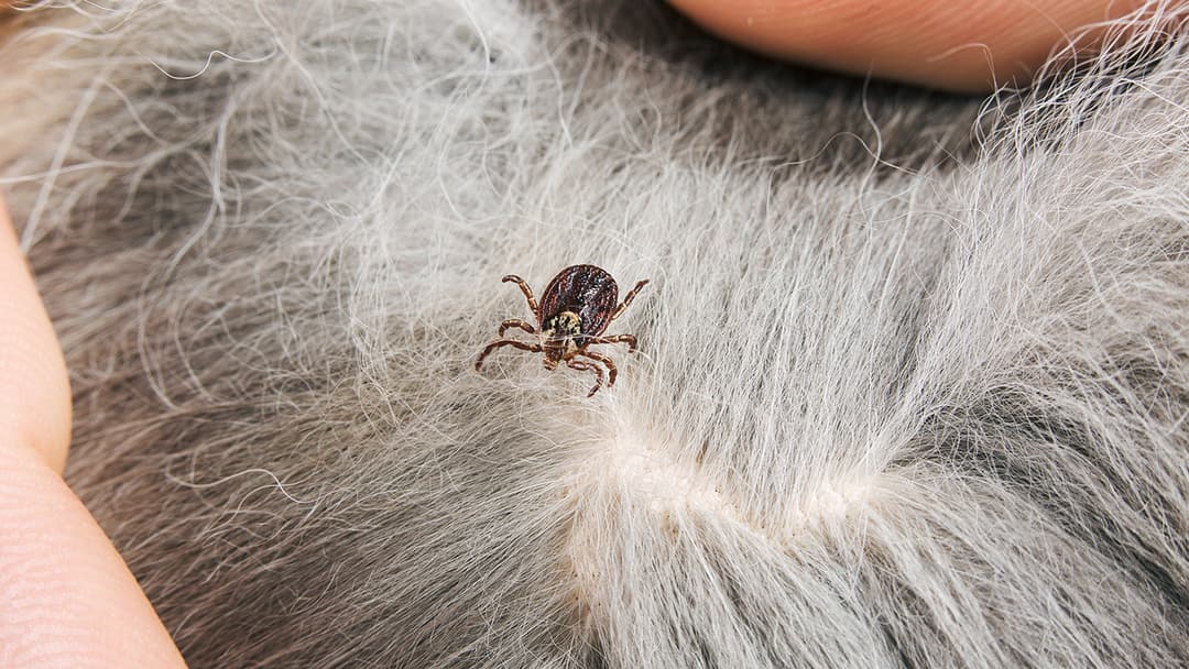 Gemeine Giftspritzen