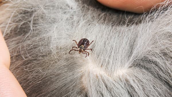 Gemeine Giftspritzen