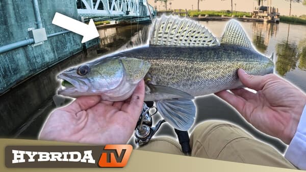 HybridaTV: Brücken-Räuber