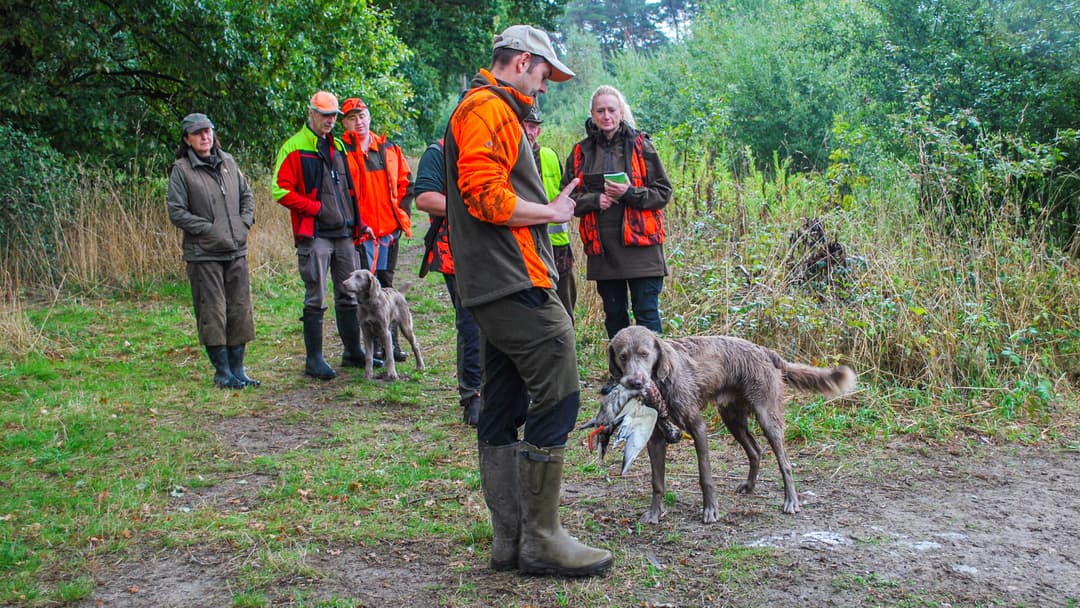 Graue Hunde im Jubiläumsglanz
