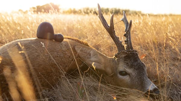 Sommer, Sonne, Stoppelböcke